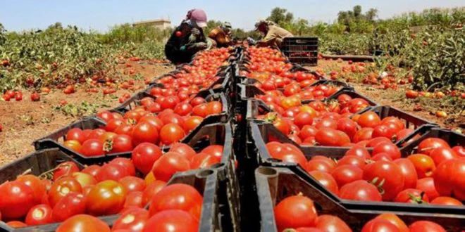تقرير يعري اختلالات ريع إنتاج الطماطم المغربية وتسويقها – صفحة الشعب