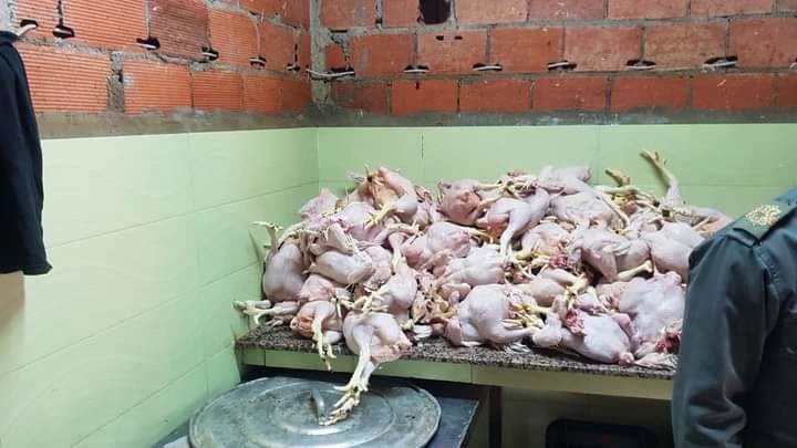 ضبط شحنة من الدجاج المذبوح في طريقه إلى طنجة في ظروف غير صحية – صفحة الشعب