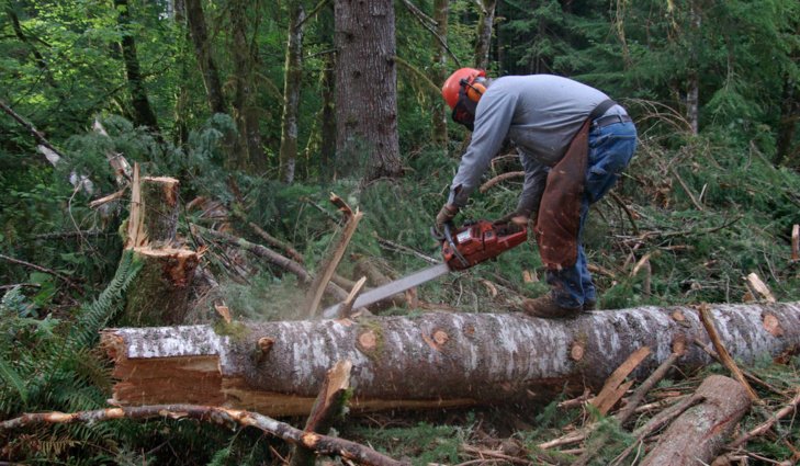 الوكالة الوطنية للمياه والغابات تنفي قطع أشجار بغابة المعمورة
